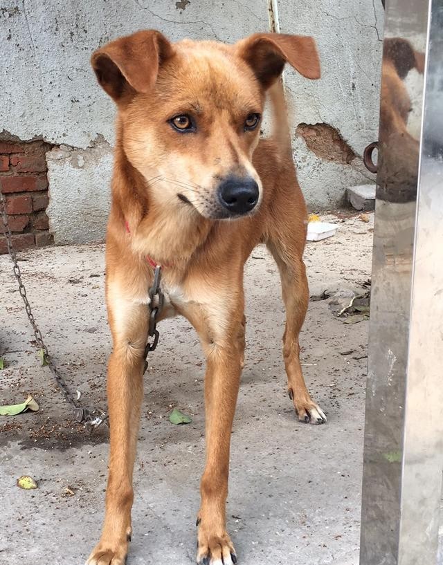 回族不吃猪肉，满族不吃狗肉，那汉族不吃啥肉？很多人却淡忘了