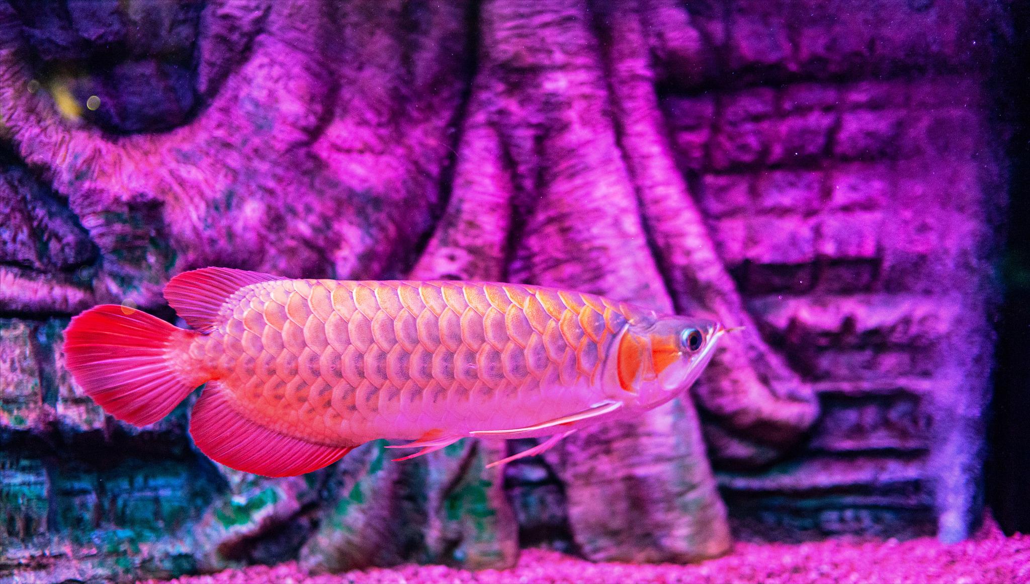 为什么龙鱼鳍尾烂了,龙鱼尾鳍有骨节能恢复吗