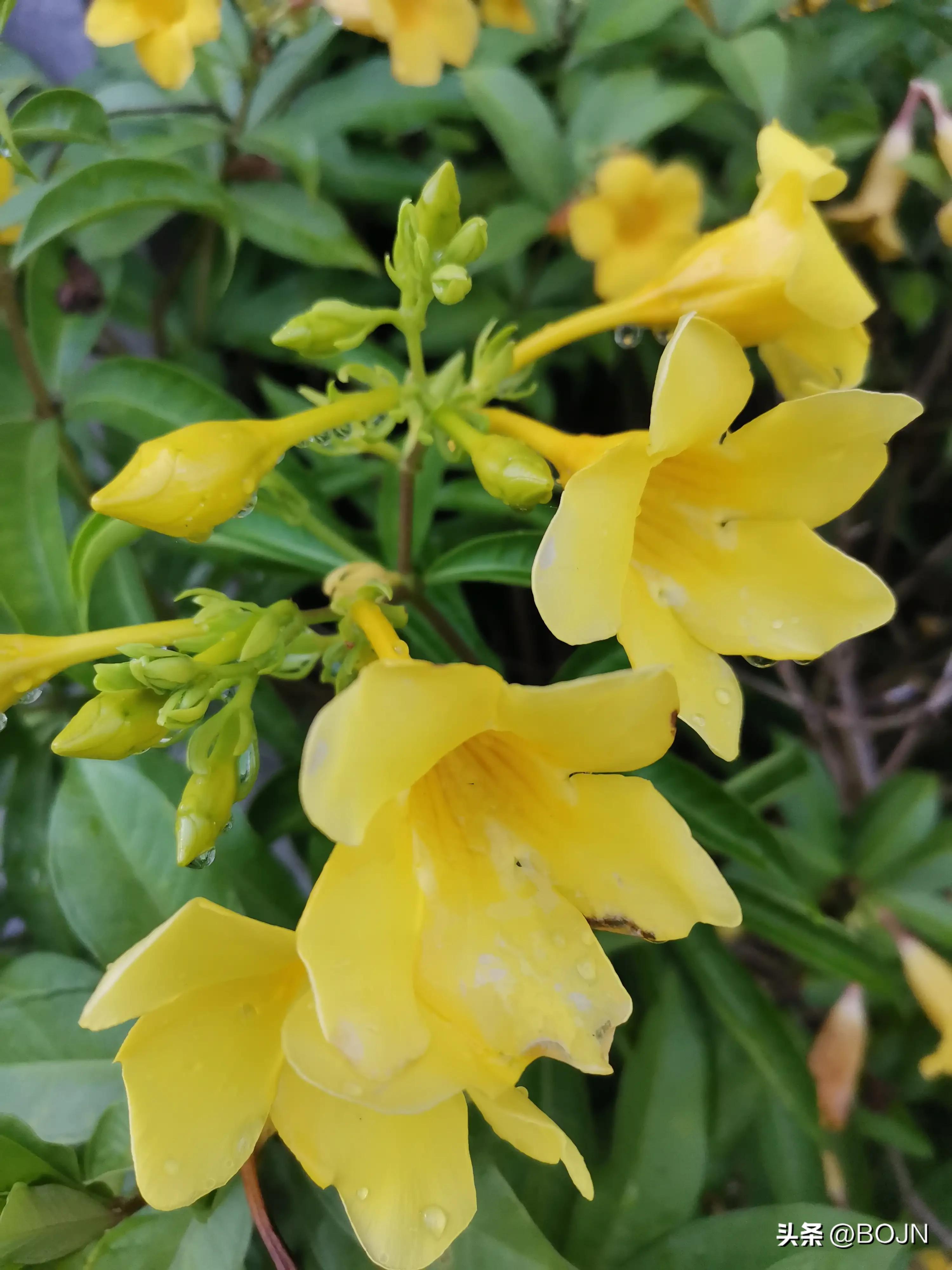 你能认出几种花来,大家能猜出什么花