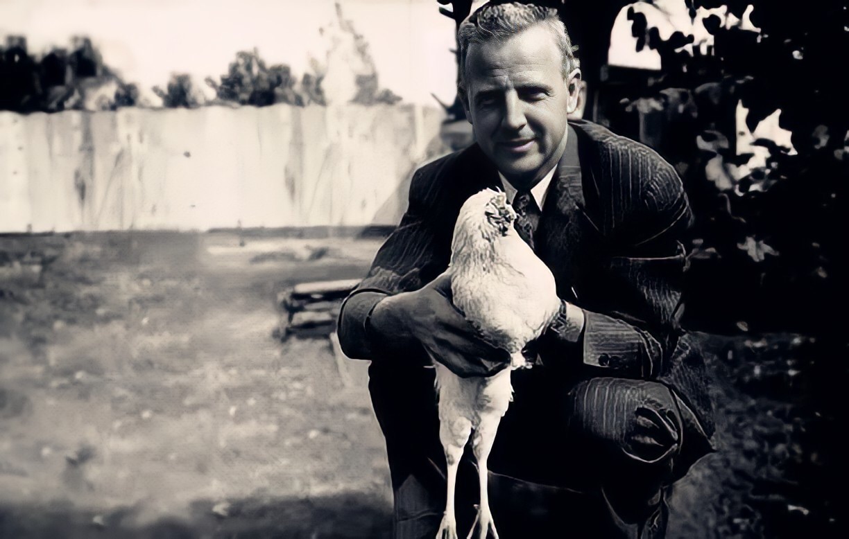 美国无头公鸡存活多久,美国无头鸡成功案例