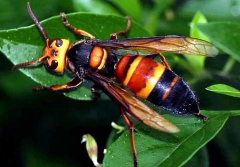 中国十大毒蜂王,十大毒蜂王分别是什么