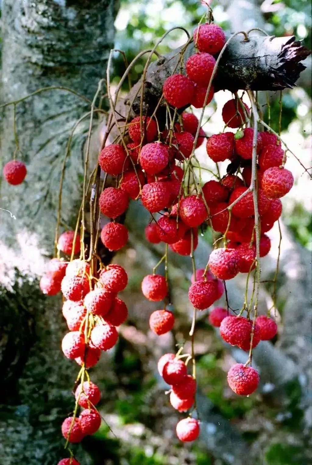 苏轼的品质有哪些,苏轼吃什么之后发出的感慨