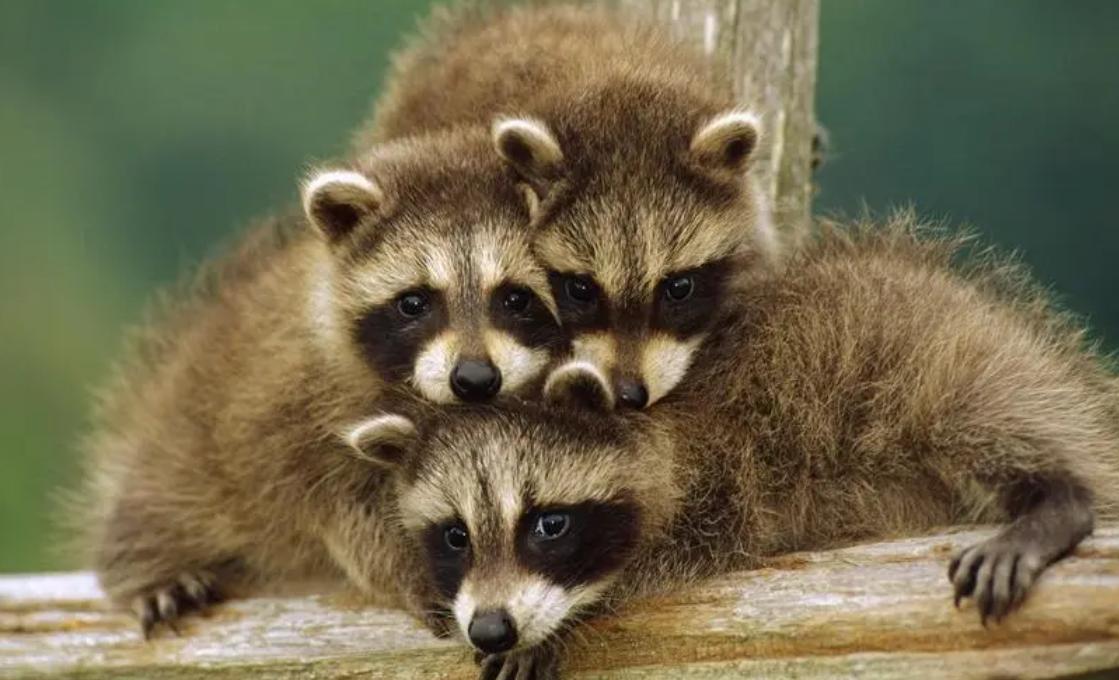 浣熊和貉子,浣熊和貉