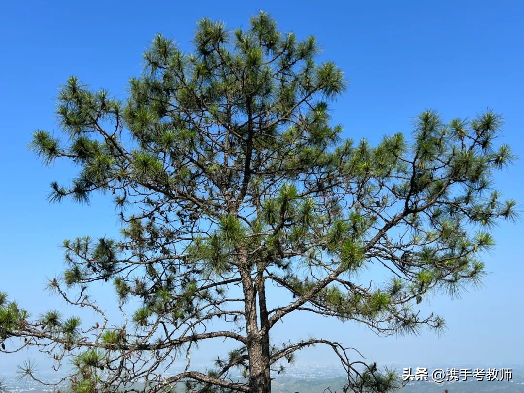 茂盛开花的马尾松,植物专栏蓝花草