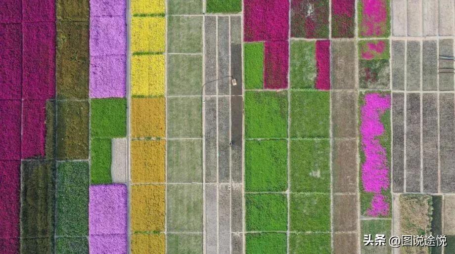 来“中国福禄考之乡”，千亩花田小镇中坐赏鲜花闲看云