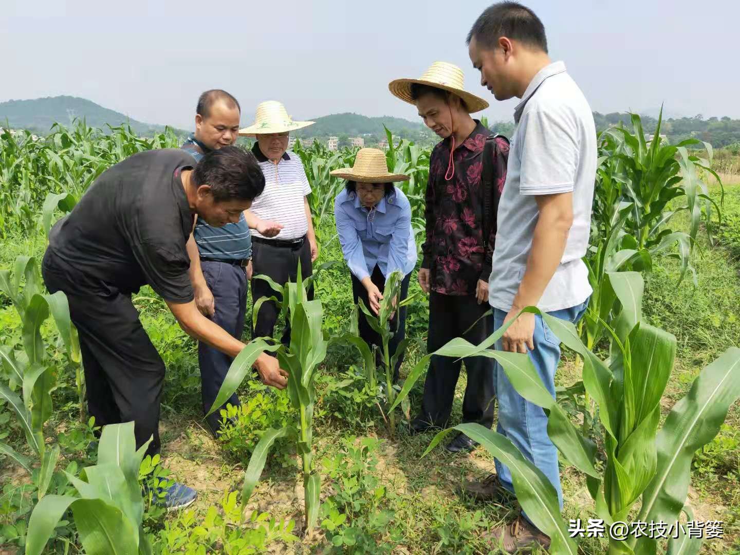 一招教你辨别真菌性病害,作物细菌真菌病毒轻松辨别