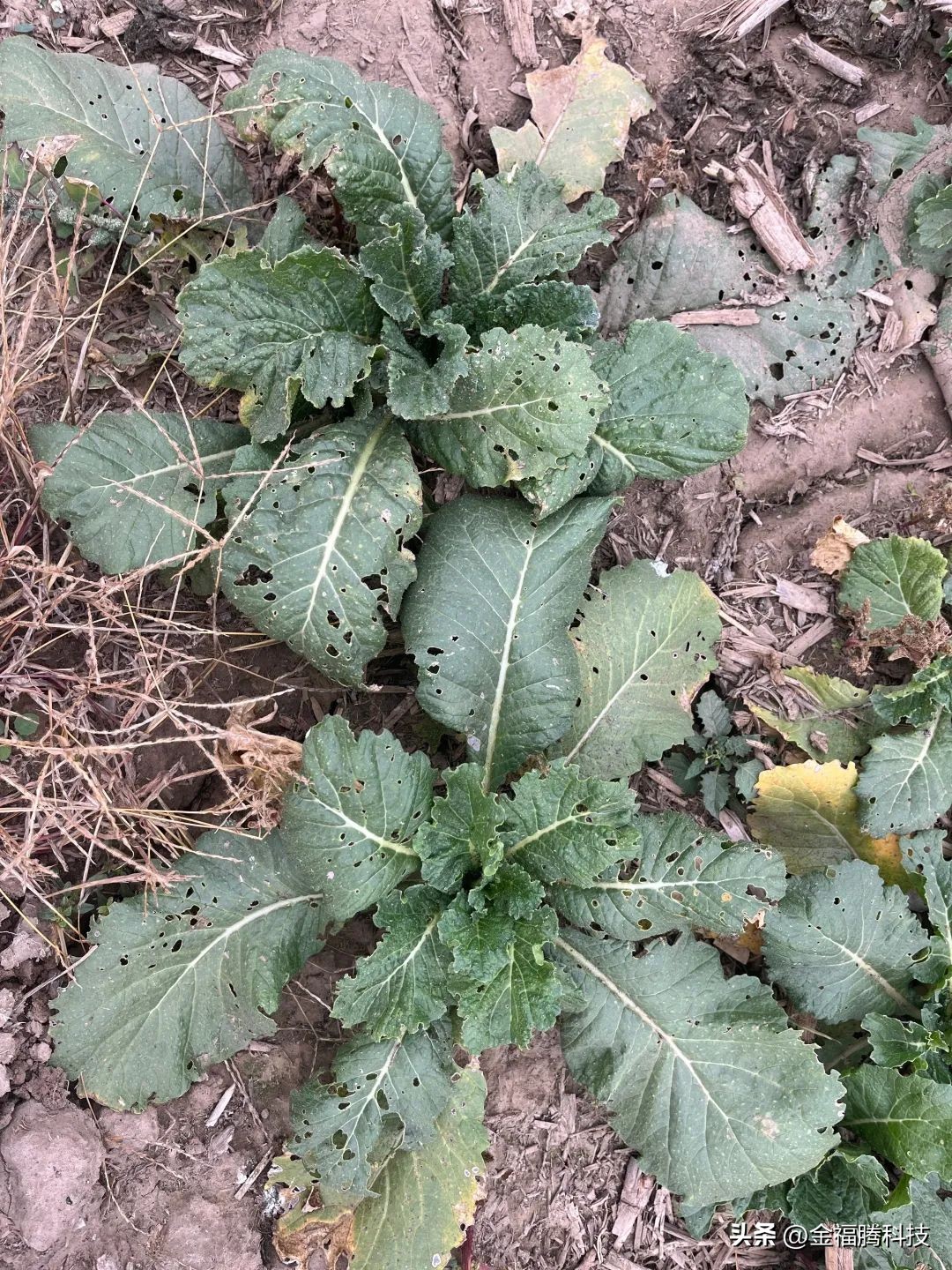 金玉园萝卜熟了~15日采摘期，清甜无辣，原汁原味，自然生长