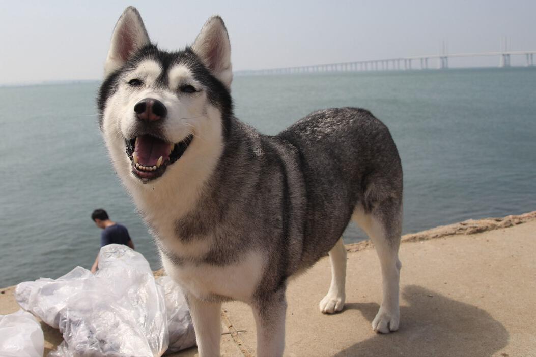 这些狗看上去高大威猛，实际上就是“胆小鬼”