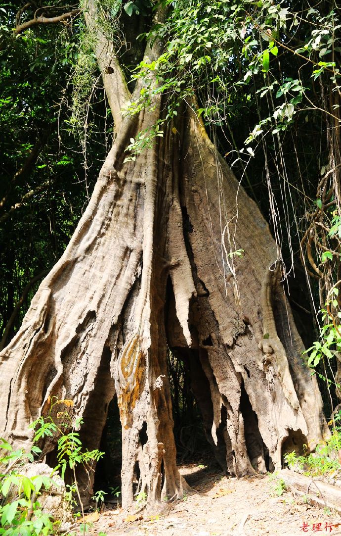 南美四国之旅,巴西亚马逊之行