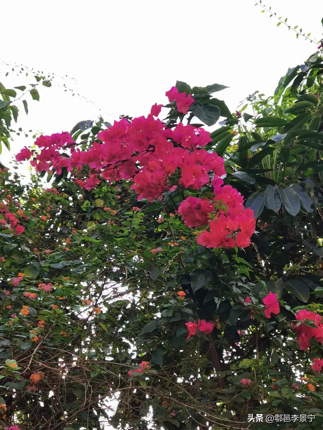 题大明宫巡园人摄影作品《春天来了》楹联文/李景宁