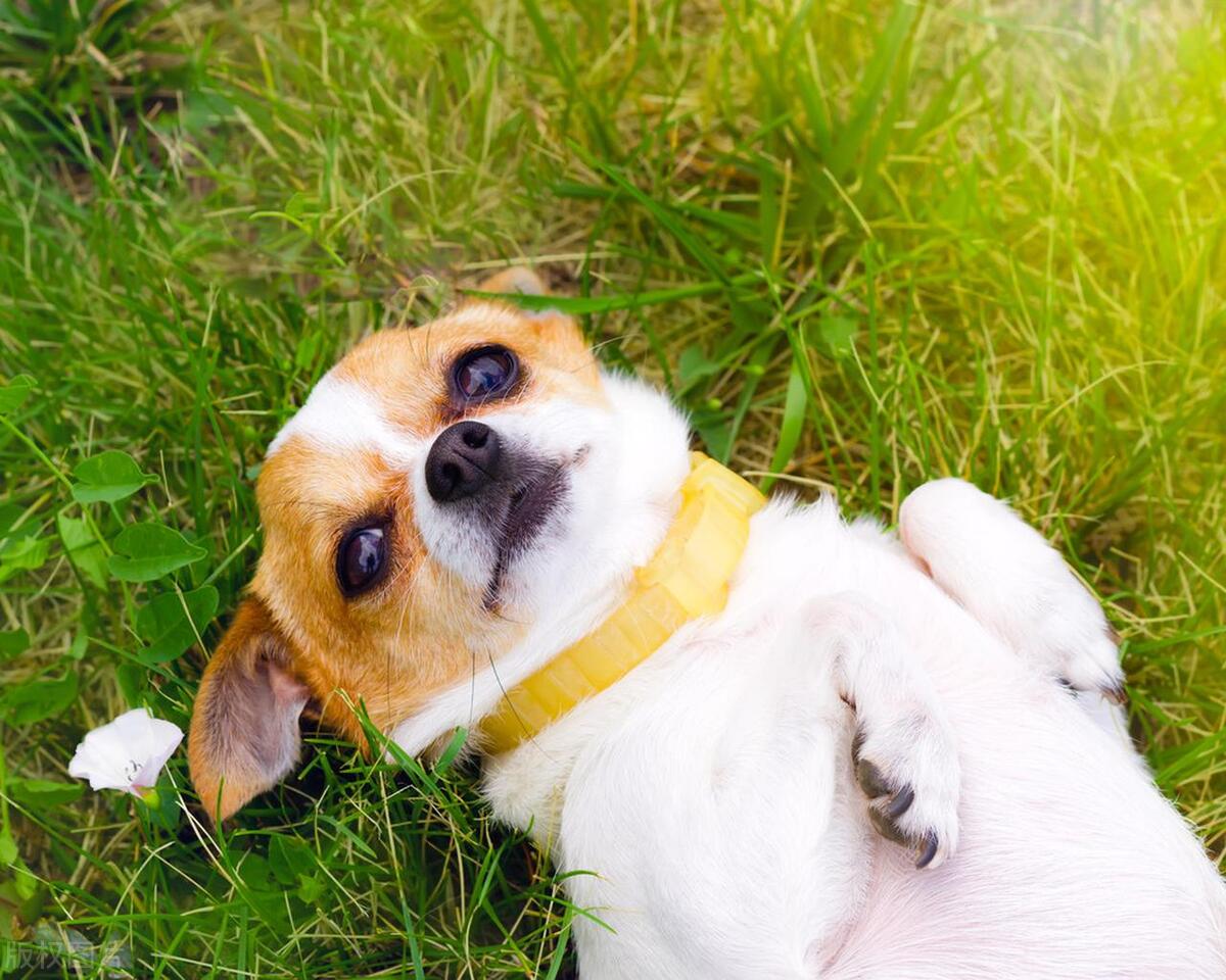 夏天养狗味道大怎么办,夏天养狗要注意的事项