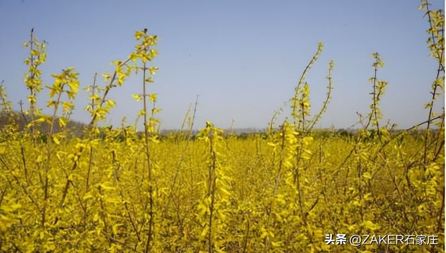 石家庄早新闻,早新闻完整内容