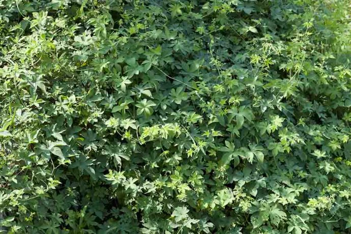 花园要打理得好先除杂草,春天草坪长杂草这样做除草更简单