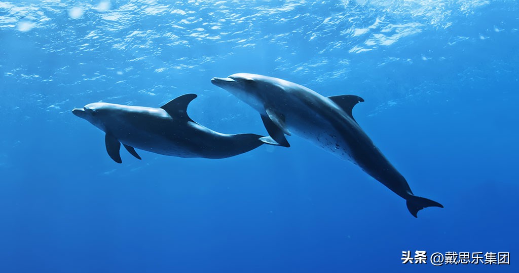 湖北海洋馆水处理设备哪家好,海洋馆水处理设备哪个品牌比较好