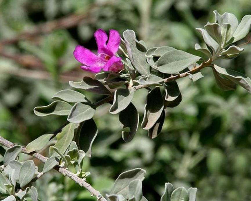 迪拜适合养什么植物,迪拜常见花草