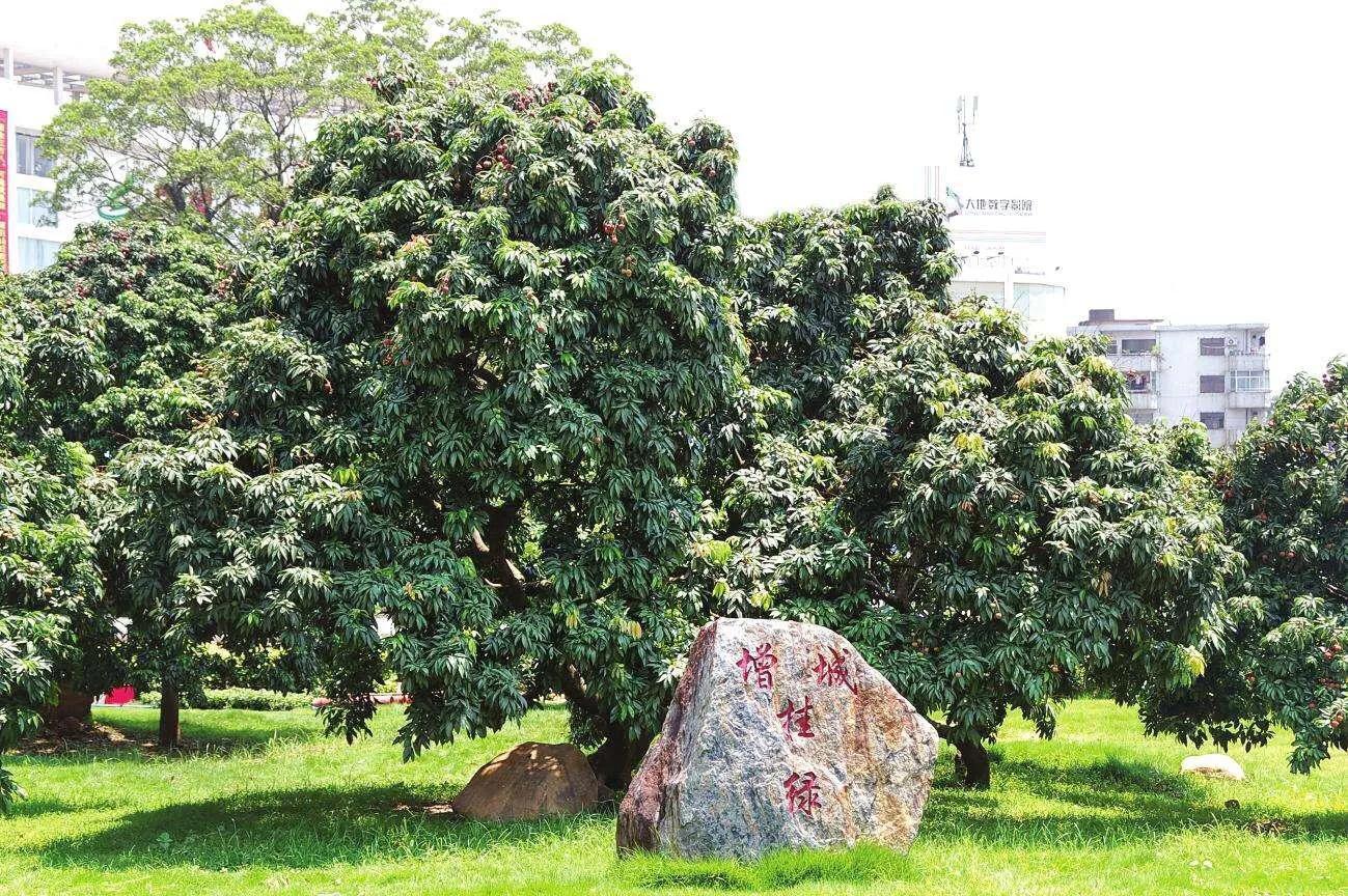 北京一斤荔枝卖1049元，从雪糕刺客到荔枝刺客；是收智商税吗？