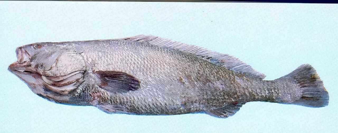 30种最常吃的家常鱼种类图片,最常见的50种食用鱼吃法和价格