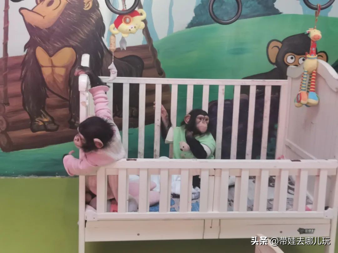 一天玩遍北京野生动物园,包场去鸟巢