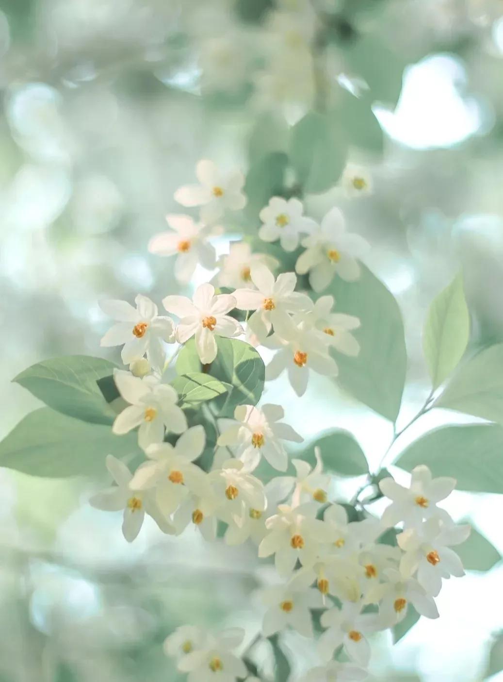 双子怎么追摩羯,摩羯双子谁厉害