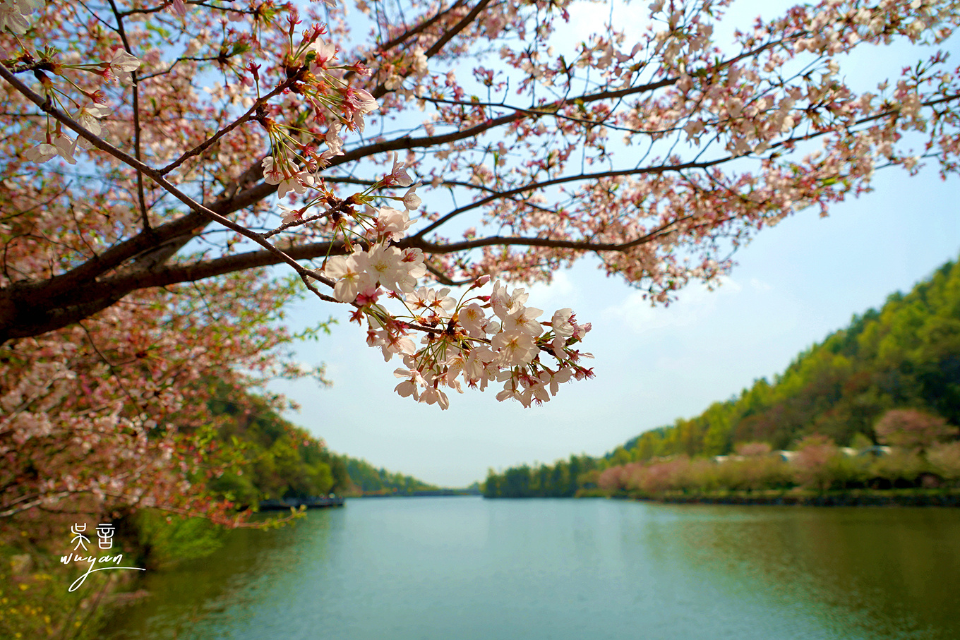 武汉看樱花半日游,武汉看樱花一日游