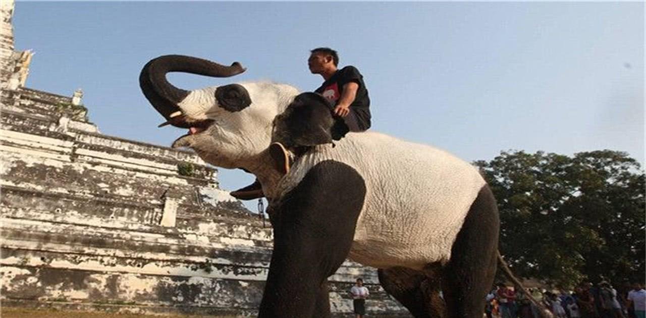 最喜爱大熊猫的前六名国家,世界上最宠大熊猫的6个国家