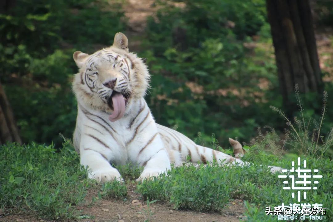 儿童节景区免费,多景区推儿童节优惠政策