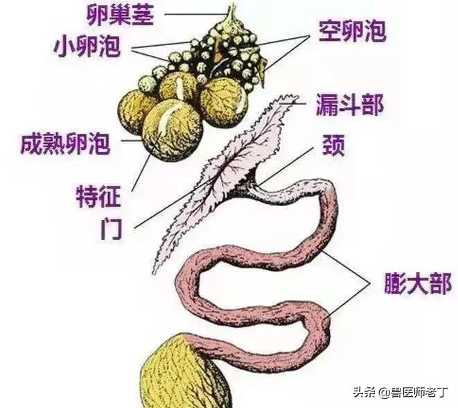 蛋鸡输卵管炎的防治思路,蛋鸡生殖系统的构造