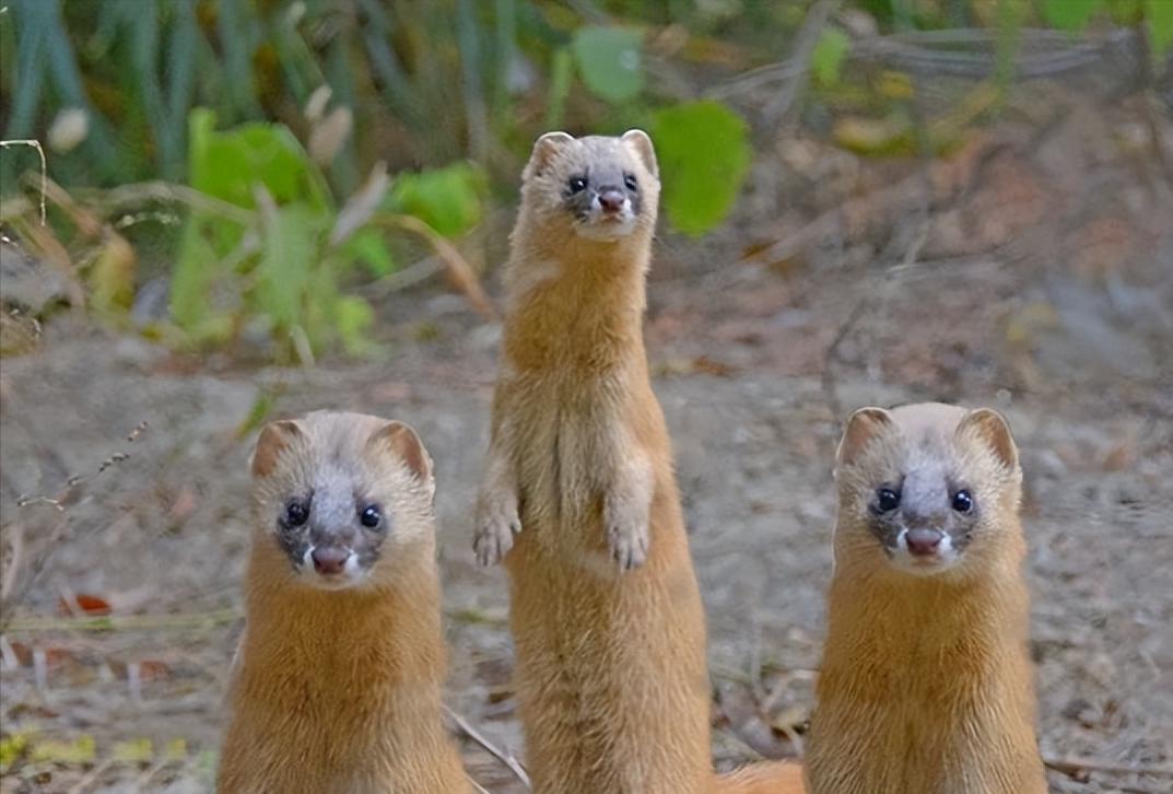 黄鼠狼进家意味着什么,黄鼠狼闯进家门什么预兆