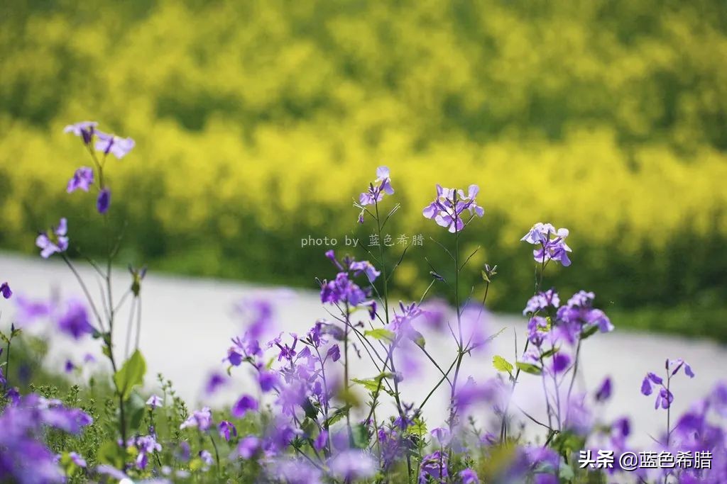 花花草草怎么拍出高级感,如何拍出惊艳的花卉