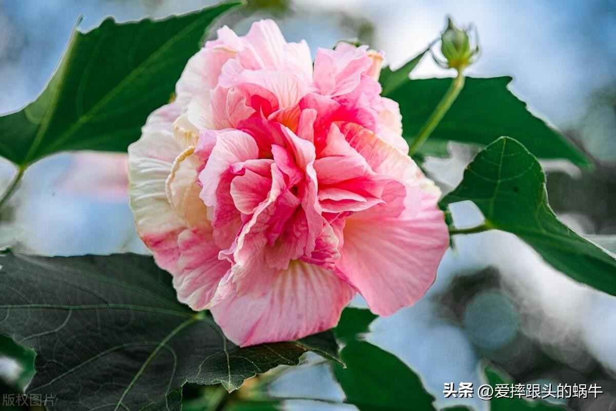 十二花神图谱完整版,工笔画十二花神欣赏