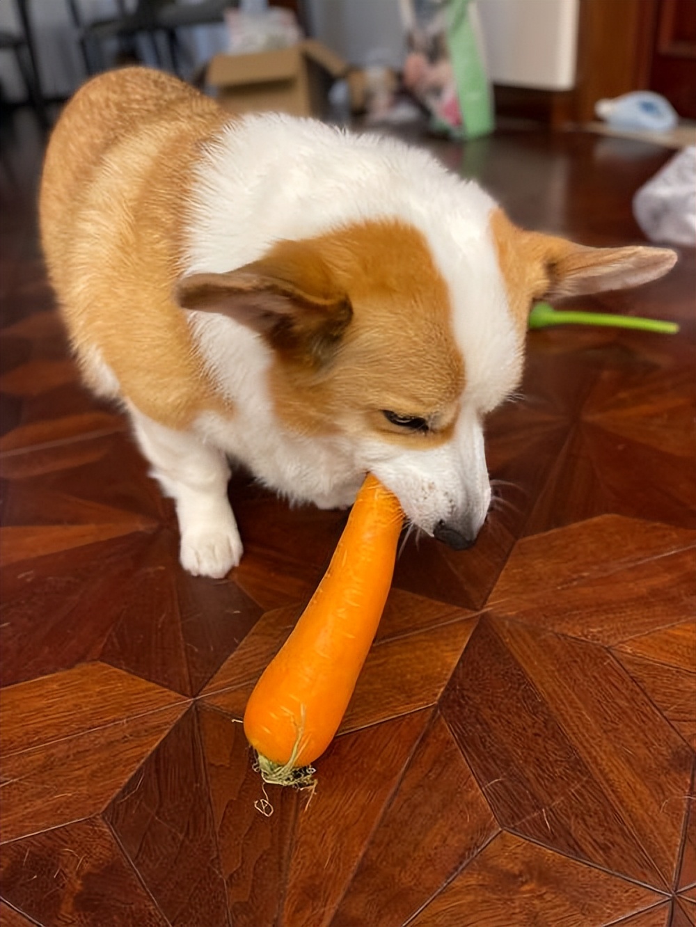 四种可以给狗狗吃的人类食物,推荐7种狗狗可以吃的食物