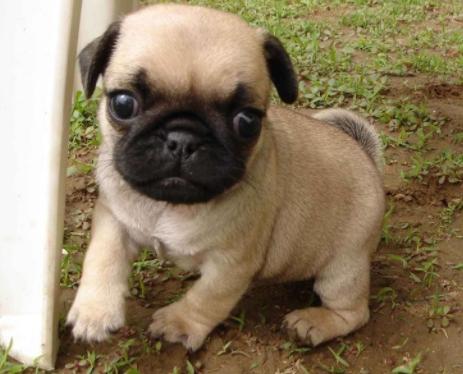 巴哥犬呕吐是怎么回事,巴哥犬呕吐怎么回事