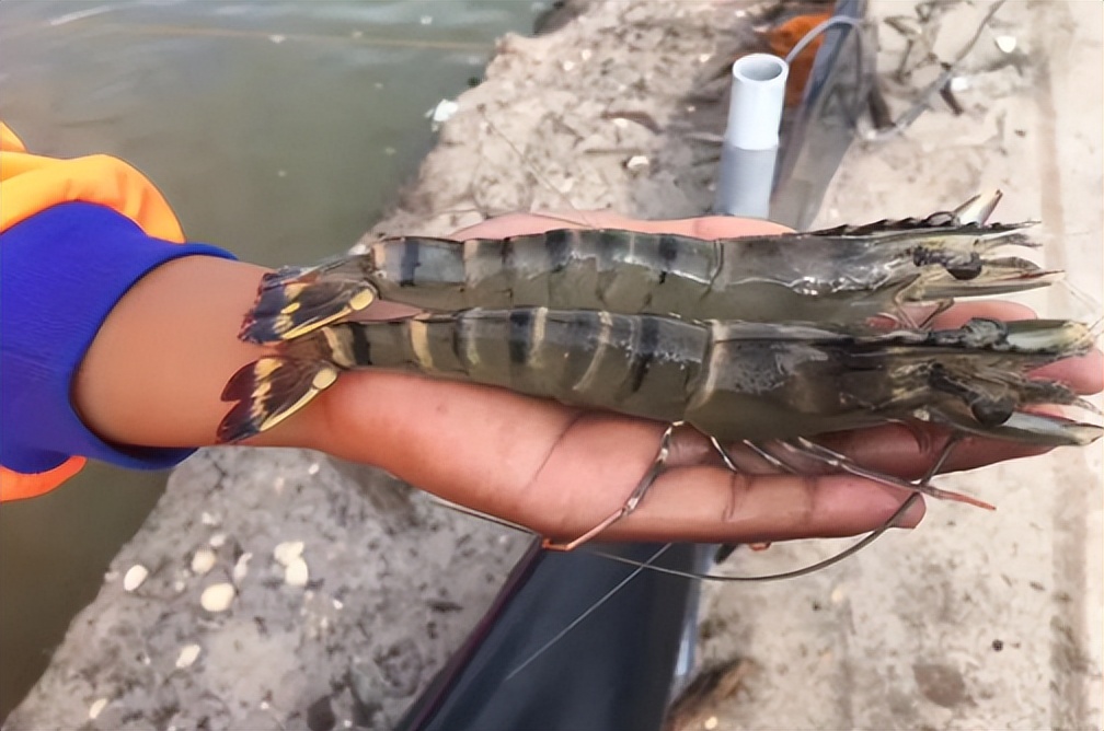 虾背上的虾线吃了会怎么样,虾线是虾的粪便吗可以吃吗