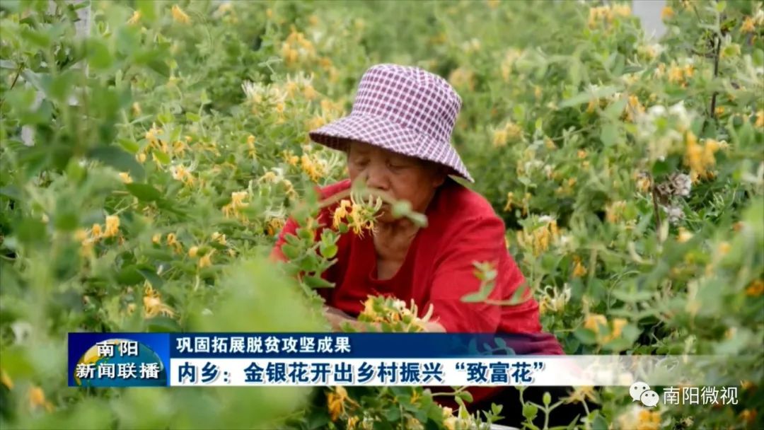 金银花带动乡村致富,金银花开出中药材产业致富良方
