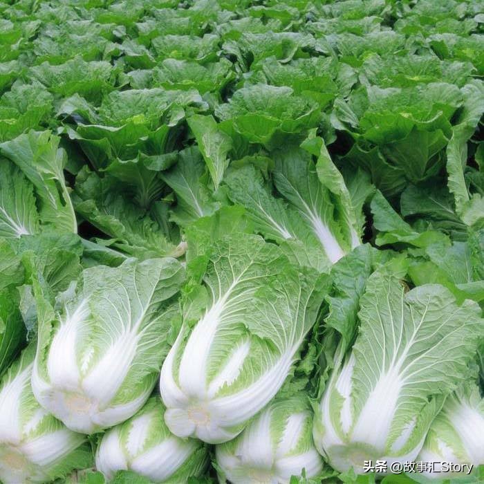 安徽夫妇在俄罗斯远东种菜，销售大白菜的时候被韩国人摆了一道