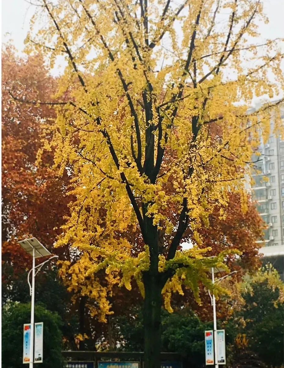 姝︽眽鐧惧勾鍚嶆牎,姝︽眽鐧惧勾楂樹腑