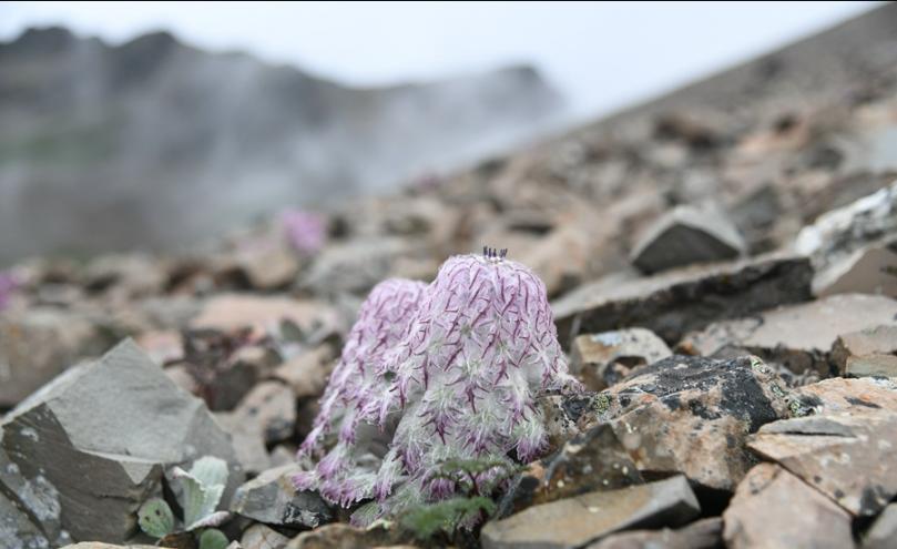 高原雪兔作用,水母雪兔用途有哪些