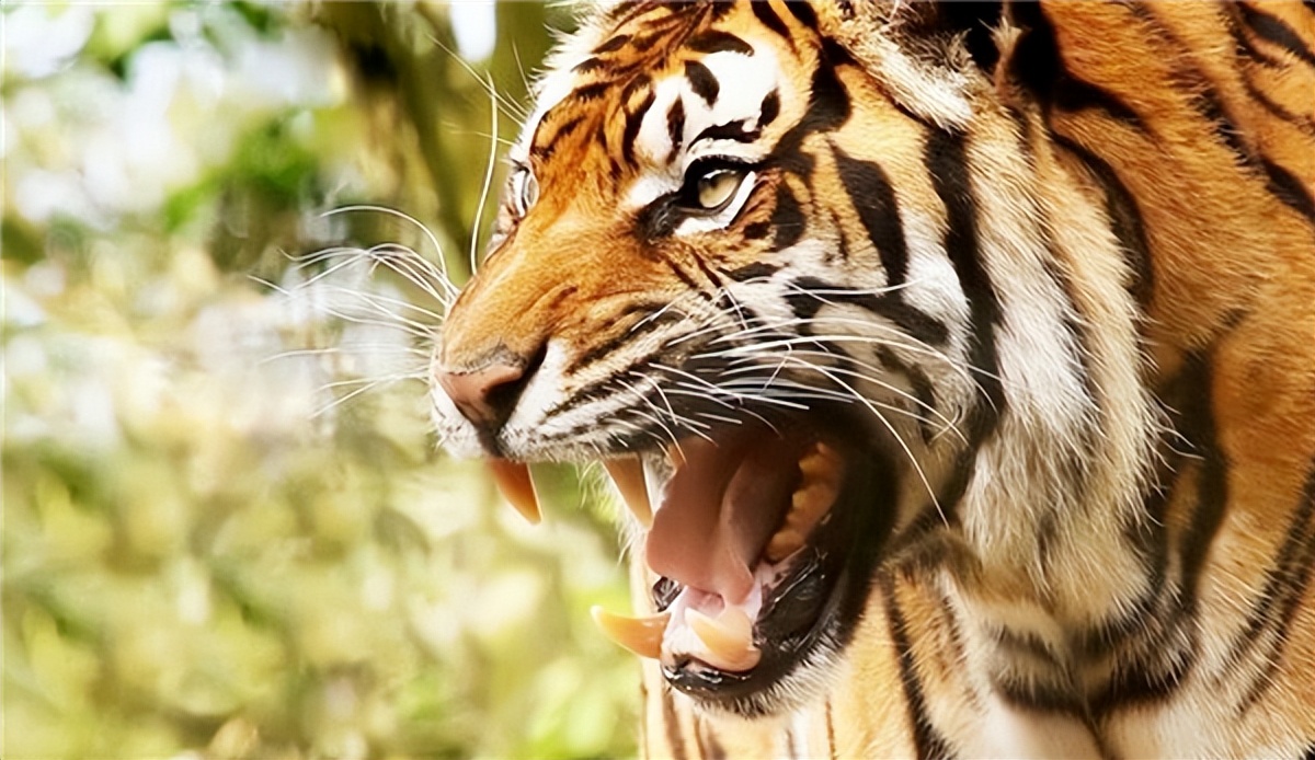 老虎吃过人后真的会被杀掉吗,吃过人的老虎到底有多可怕