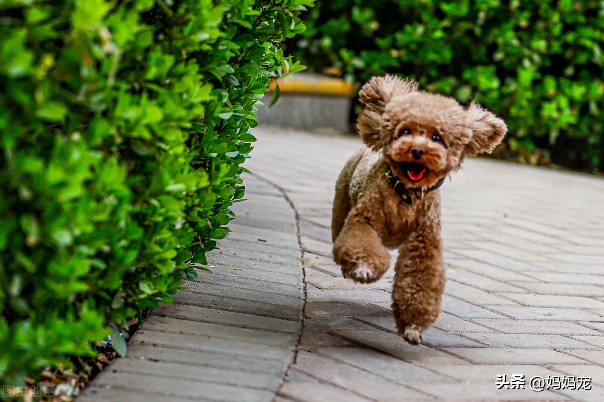 纯种泰迪犬和杂种泰迪,纯种泰迪犬小体泰迪