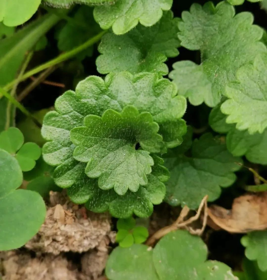 农村常见活血丹也叫金钱草,活血丹草图片