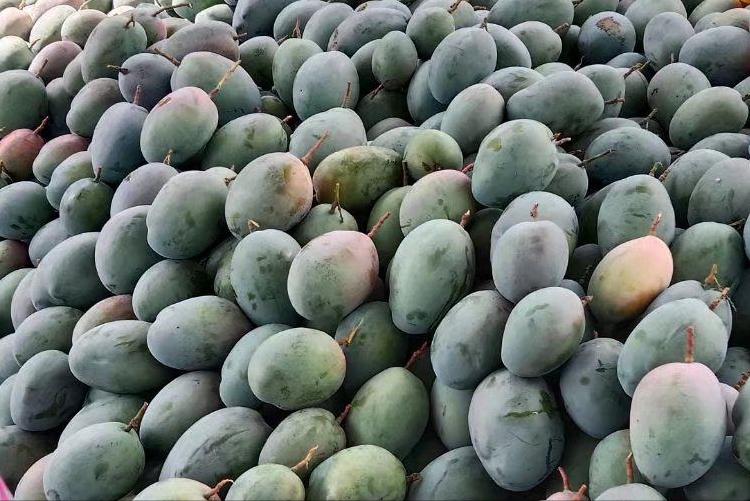 给梨抹药只图早上市，河北梨严格禁止“抹药早采”，发生了什么？