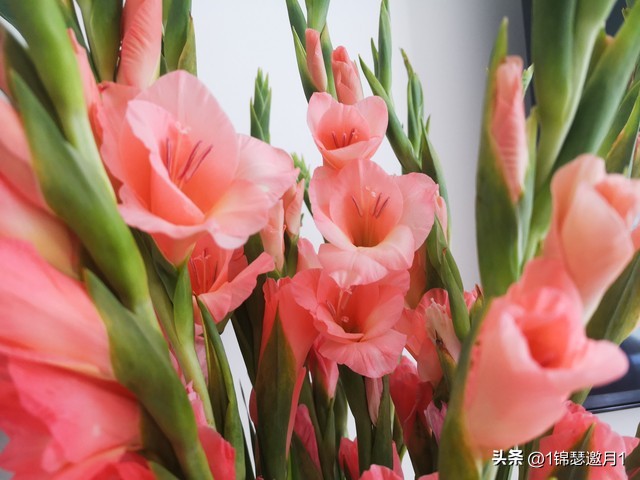 剑兰花最美图片,剑兰花的摄影图片