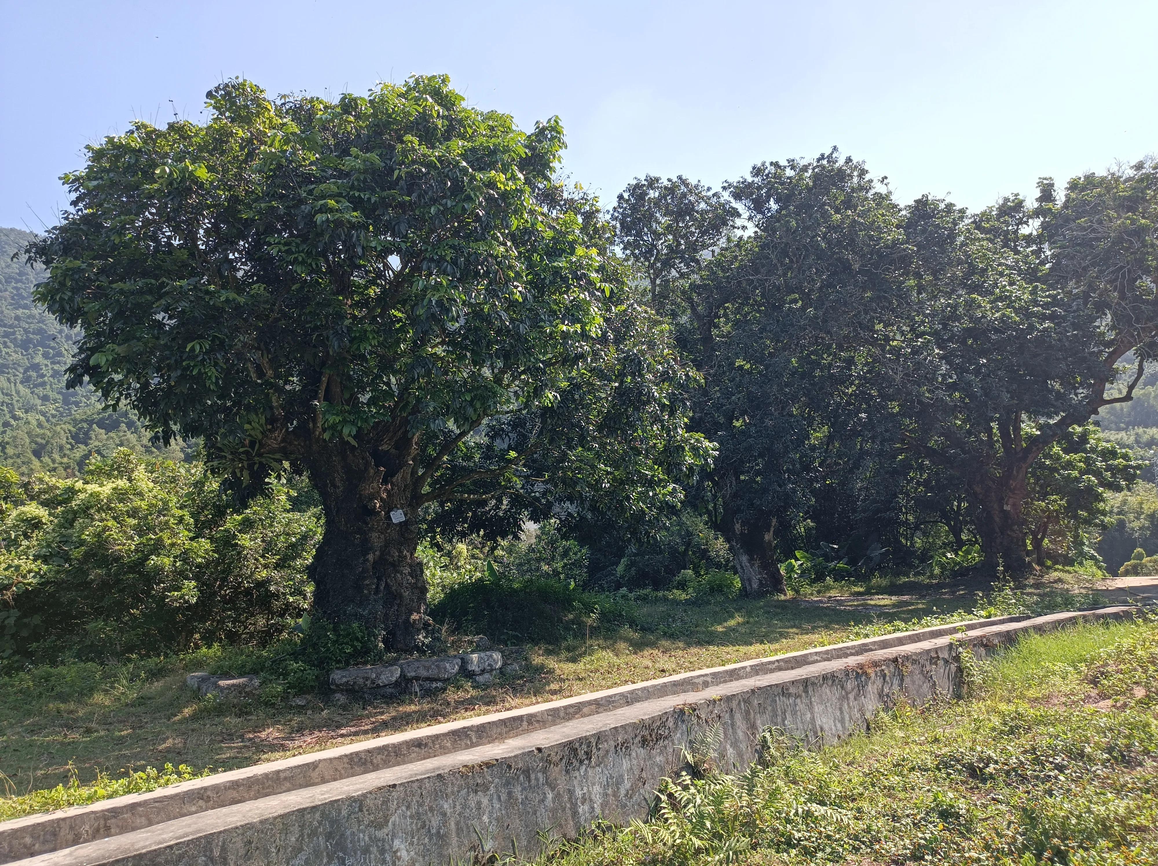 被蜂蜇了眼皮用什么方法最快消肿,被蜂蜇了寓意