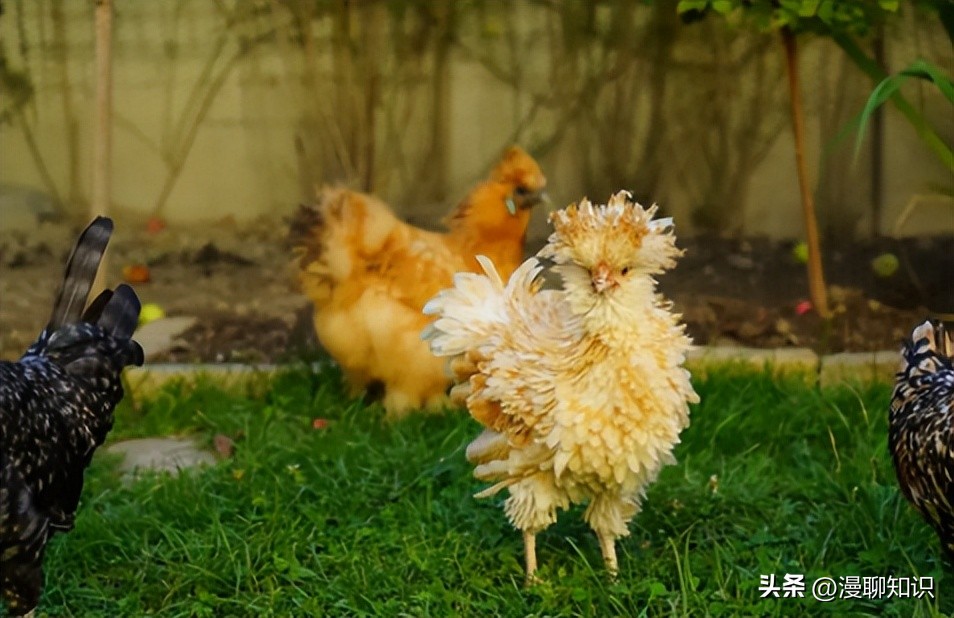 鸡沙门菌能引起鸡白痢吗,鸡白痢沙门氏菌病的研究进展