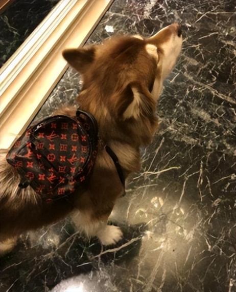 娱乐圈纪检委王思聪,娱乐圈王思聪新梗