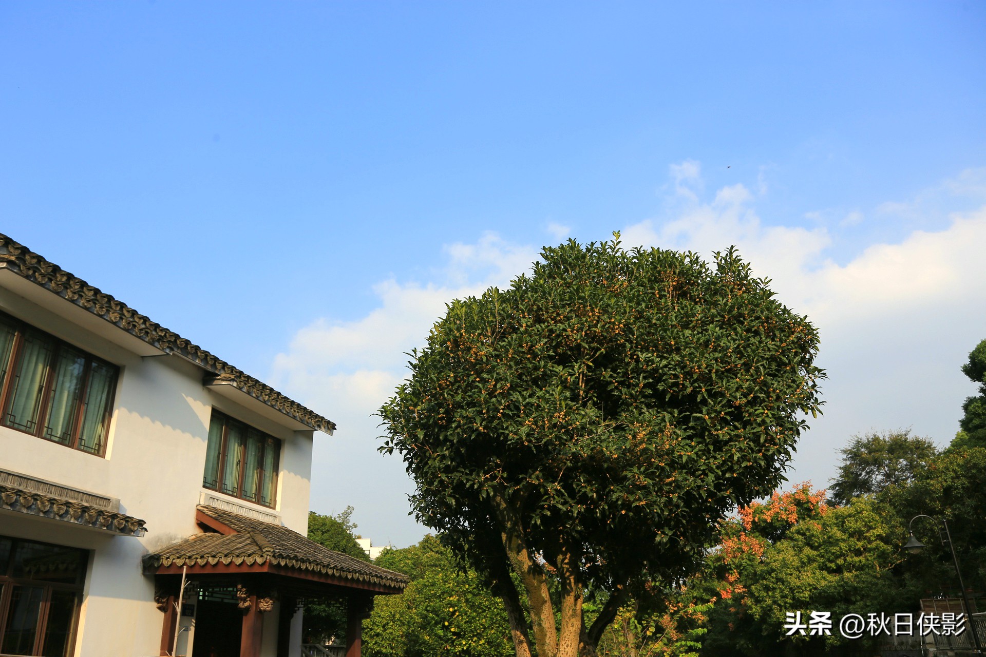 杭州赏桂花最佳处,杭州看桂花的最佳地方