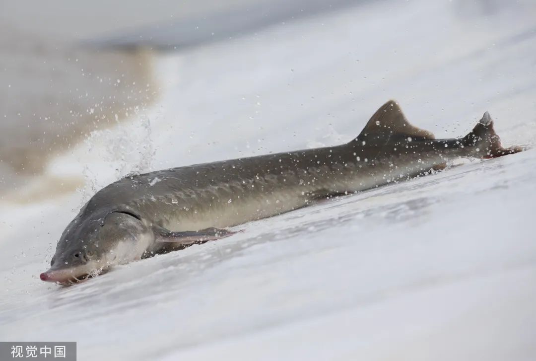 世界上现存最原始的鱼,如今存活最古老的鱼类