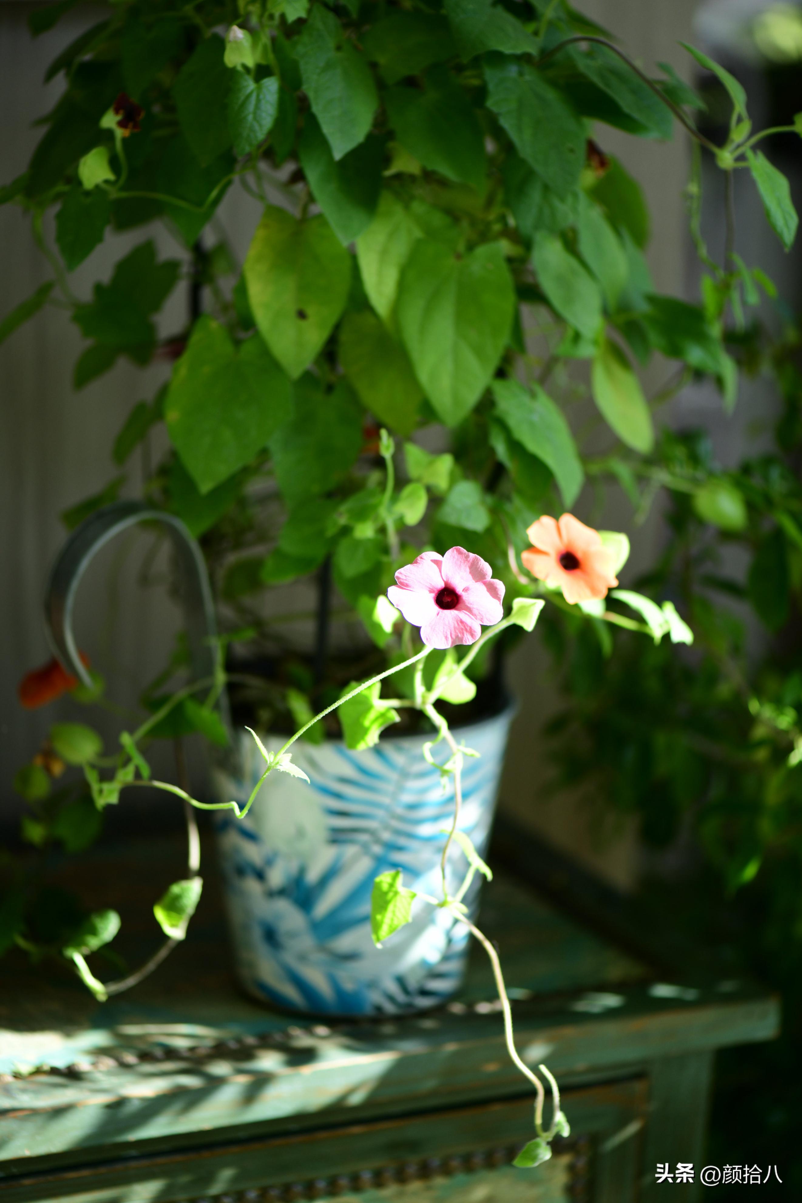 天冷怎么注意植物冻死,植物怕冷怎么过冬