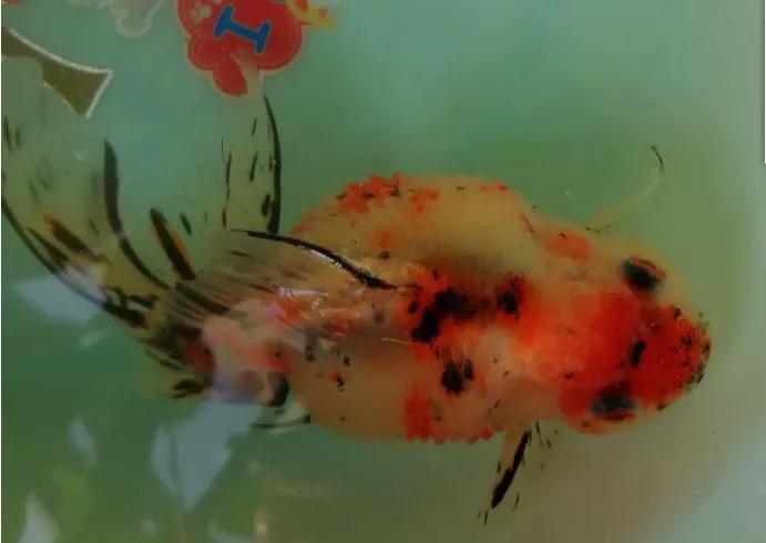 金鱼腹胀炸鳞的原因,金鱼炸鳞最有效方法