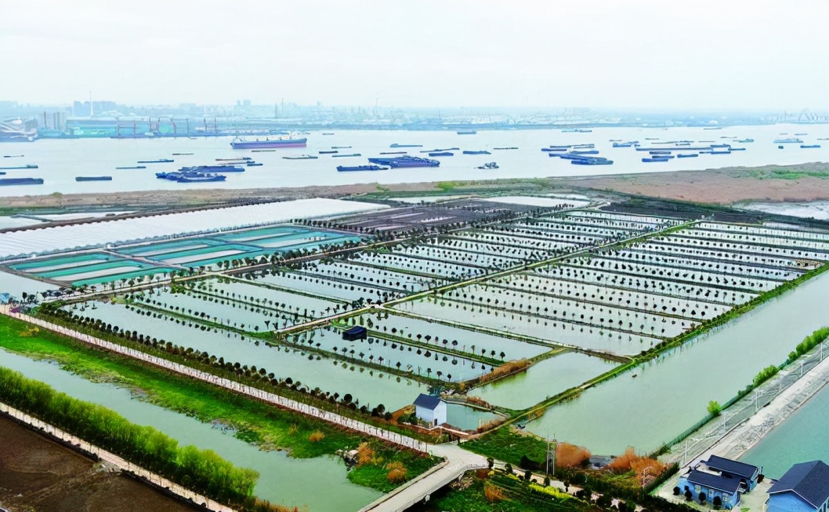 鱼塘几千斤鱼神秘消失,鱼塘数千条鱼神秘消失